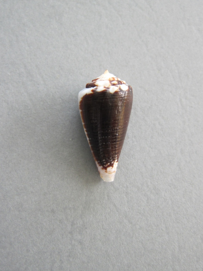 Conus (Phasmoconus) exiguus   Lamarck, 1810  1-1_2110