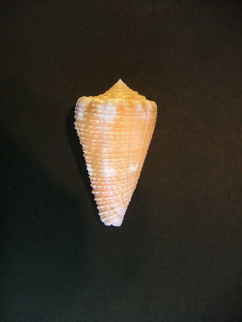 Conus (Phasmoconus) exiguus   Lamarck, 1810  1-1_ex10