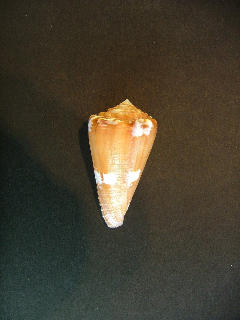 Conus (Phasmoconus) exiguus   Lamarck, 1810  1-1_ex11