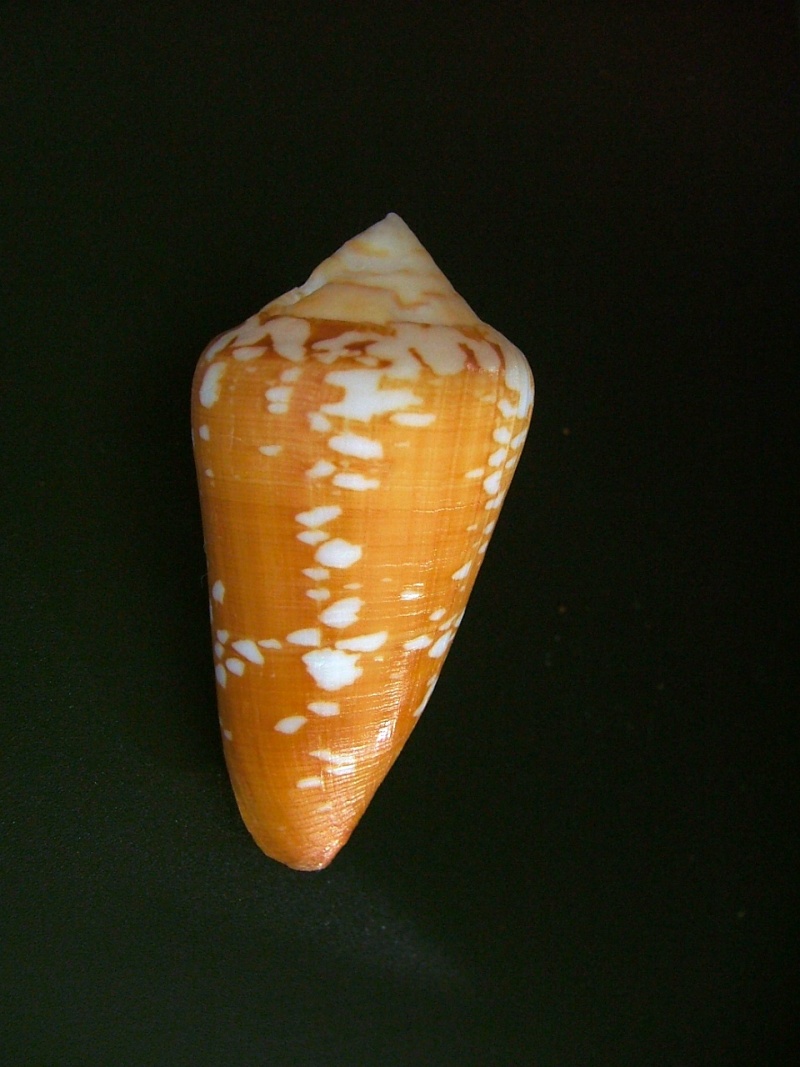 Conus (Darioconus) crocatus   Lamarck, 1810 1-1_il10