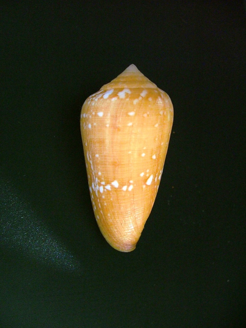 Conus (Darioconus) crocatus   Lamarck, 1810 2-1_il10