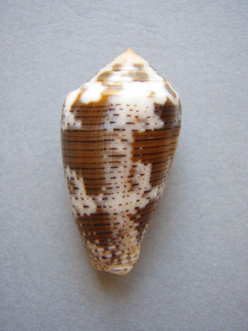 Conus (Pionoconus) striolatus decurtatus (Dautzenberg, 1910) Voir Conus (P.) striolatus 3-1_3710