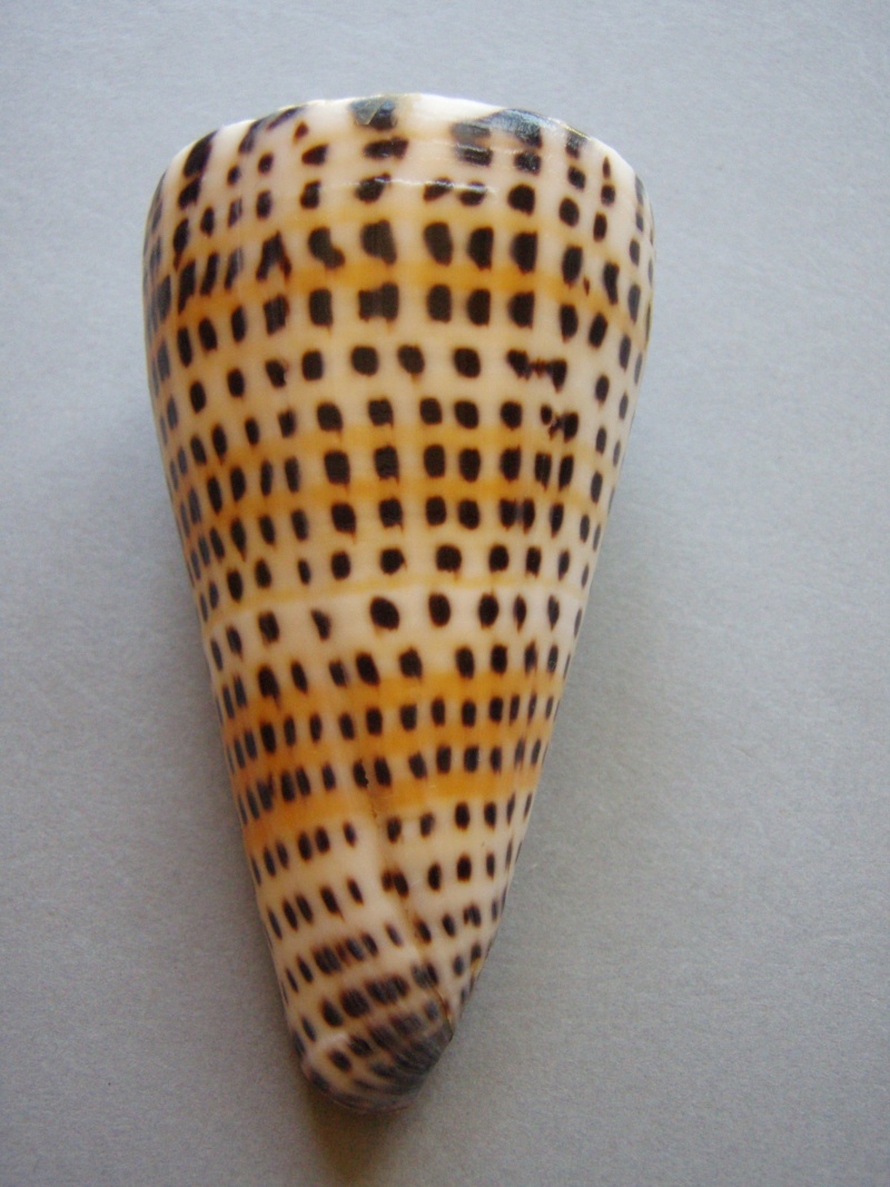 Conidae Conus (Lithoconus) leopardus f. millepunctatus  (Lamarck, 1822) 4-1_8210