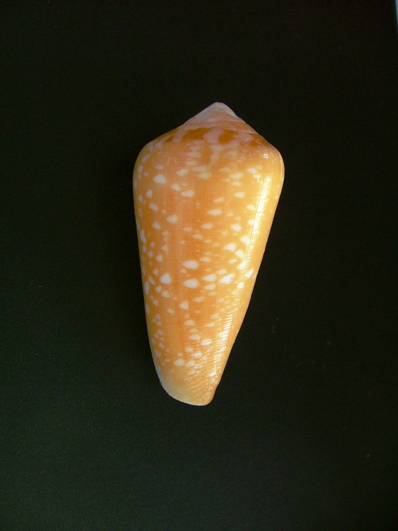 Conus (Darioconus) crocatus Lamarck, 1810 4-1_il13