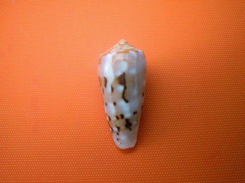 Conus (Pionoconus) floccatus GB Sowerby I, 1841 Dscn2212