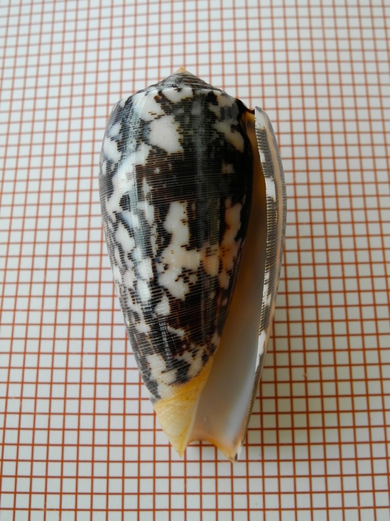 Conus (Pionoconus) striatus   (Linnaeus, 1758)  Dscn2425
