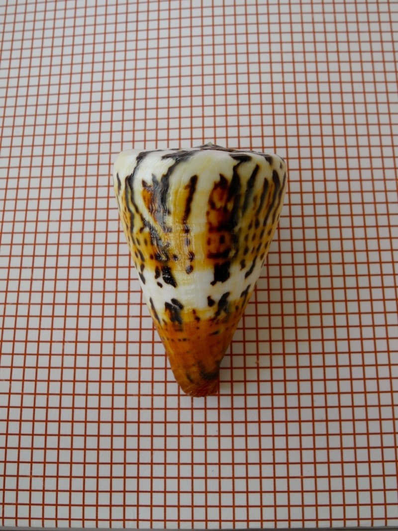 Conus (Rhizoconus) capitaneus   Linnaeus, 1758 Dscn2426