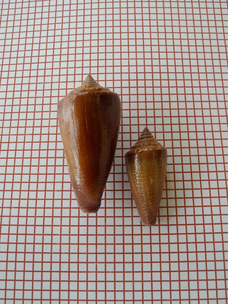 Conus (Calibanus) furvus neobuxeus   da Motta, 1991 Dscn2428