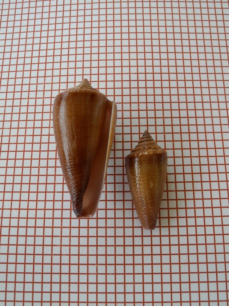 Conus (Calibanus) furvus neobuxeus   da Motta, 1991 Dscn2429
