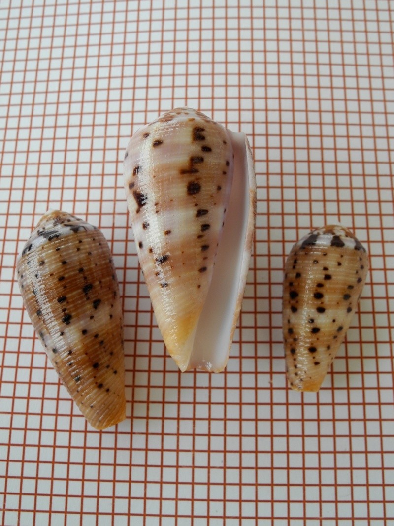 Conus (Pionoconus) circumcisus  Born, 1778 Dscn2451