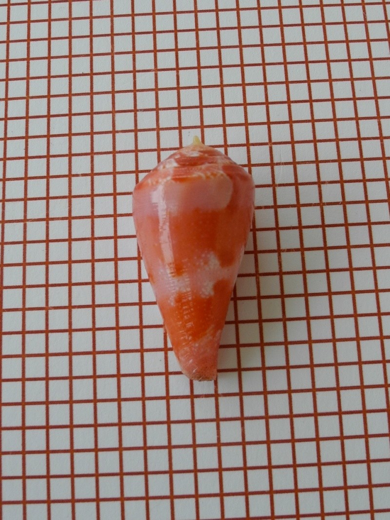 Conus (Rhizoconus) pertusus Hwass in Bruguière, 1792 Dscn2456