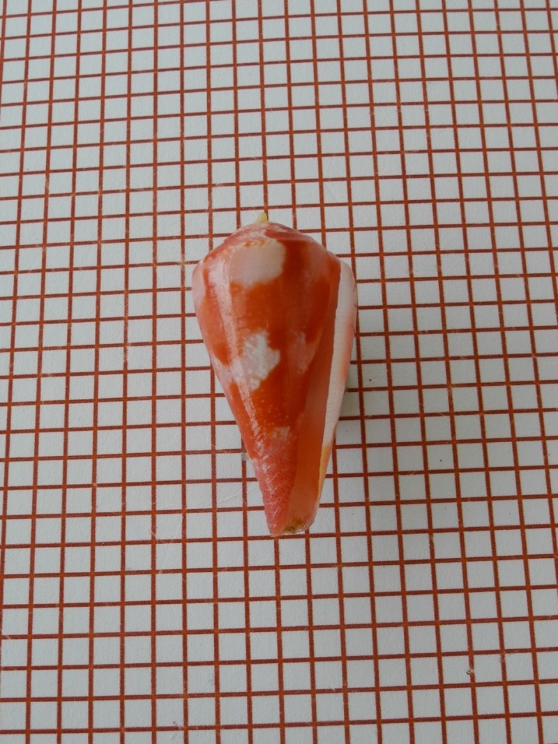 Conus (Rhizoconus) pertusus Hwass in Bruguière, 1792 Dscn2457