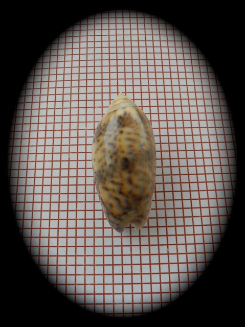 Miniaceoliva caerulea ponderi (Petuch & Sargent, 1986) Dscn2753