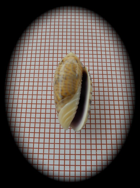 Miniaceoliva caerulea ponderi (Petuch & Sargent, 1986) Dscn2754