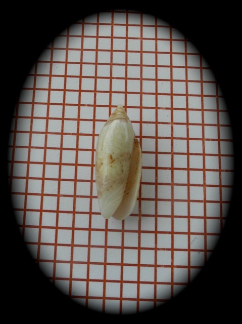 Acutoliva panniculata panniculata (Duclos, 1835) - Worms = Oliva (Acutoliva) panniculata Duclos, 1835 Dscn2832