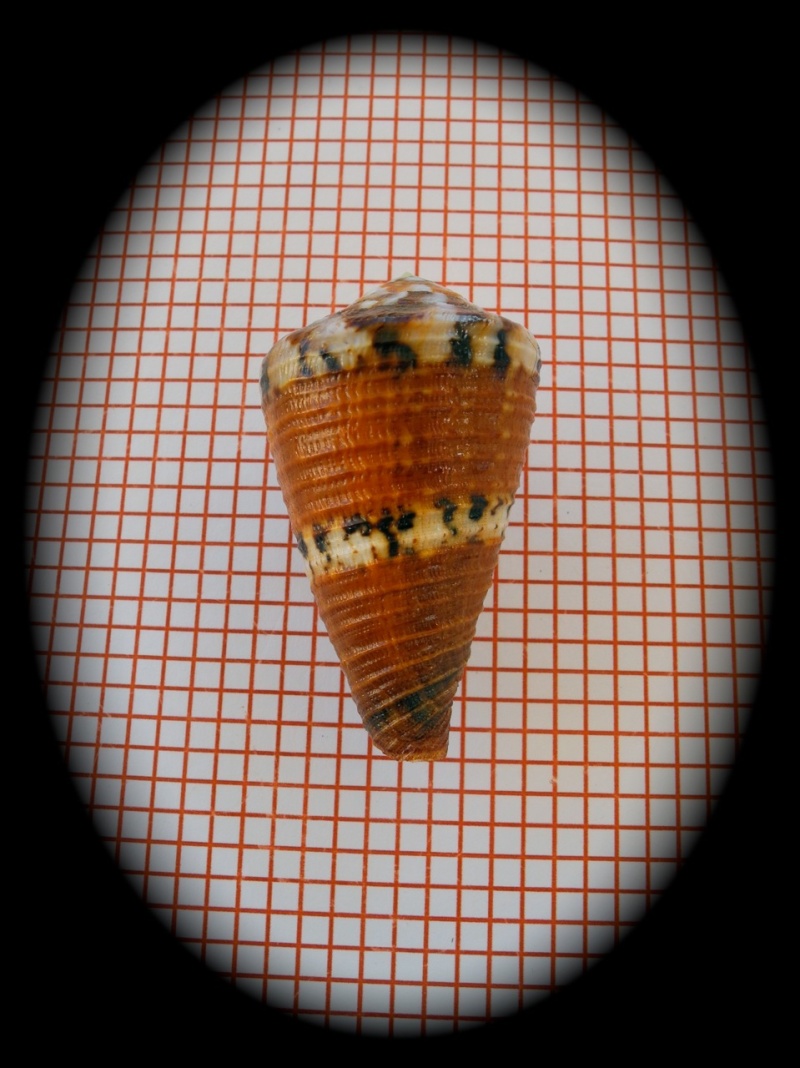 Conus (Rhizoconus) capitaneus ceciliae  (Crosse, 1858) Dscn2928