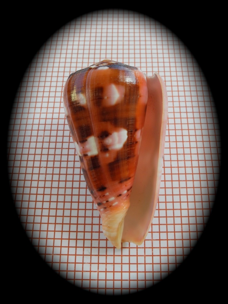 Conus (Pionoconus) gauguini Richard & Salvat, 1973 - Page 2 Dscn3111