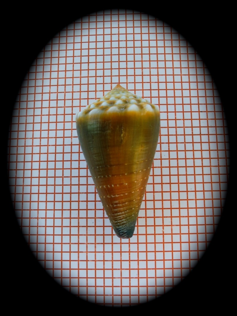 Conus (Lividoconus) sanguinolentus  Quoy & Gaimard, 1834 Dscn3231