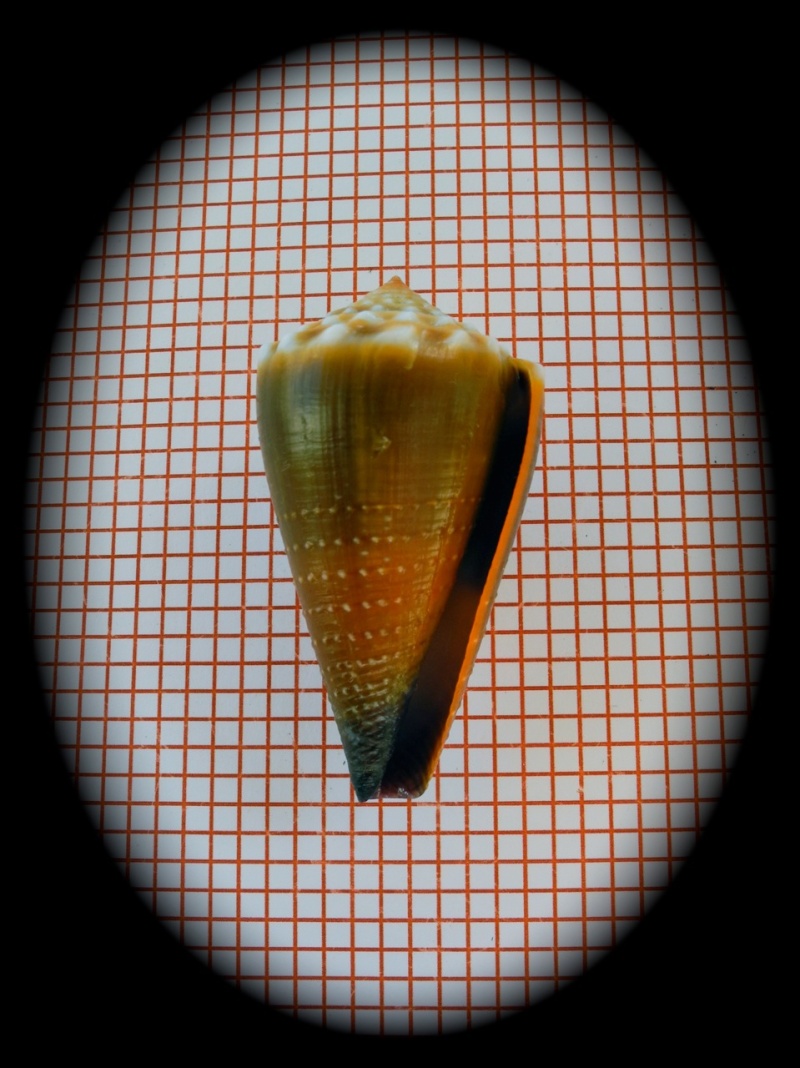 Conus (Lividoconus) sanguinolentus  Quoy & Gaimard, 1834 Dscn3232