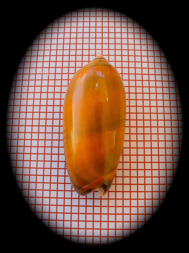 Miniaceoliva concinna f. chrysoides (Dautzenberg , 1927)  Dscn3526