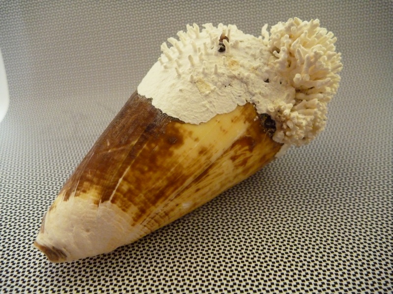 Conus (Lividoconus) quercinus  [Lightfoot], 1786 P1000210