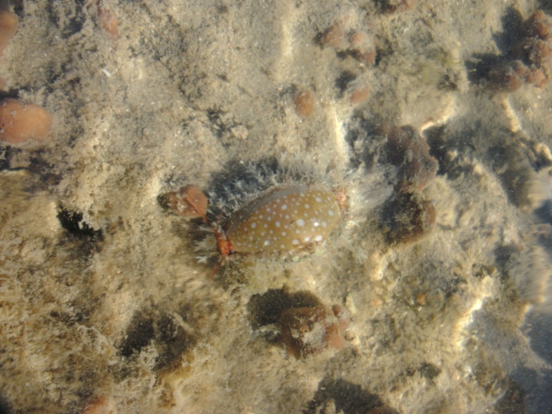 Naria labrolineata (Gaskoin, 1849) - Live Pict0071