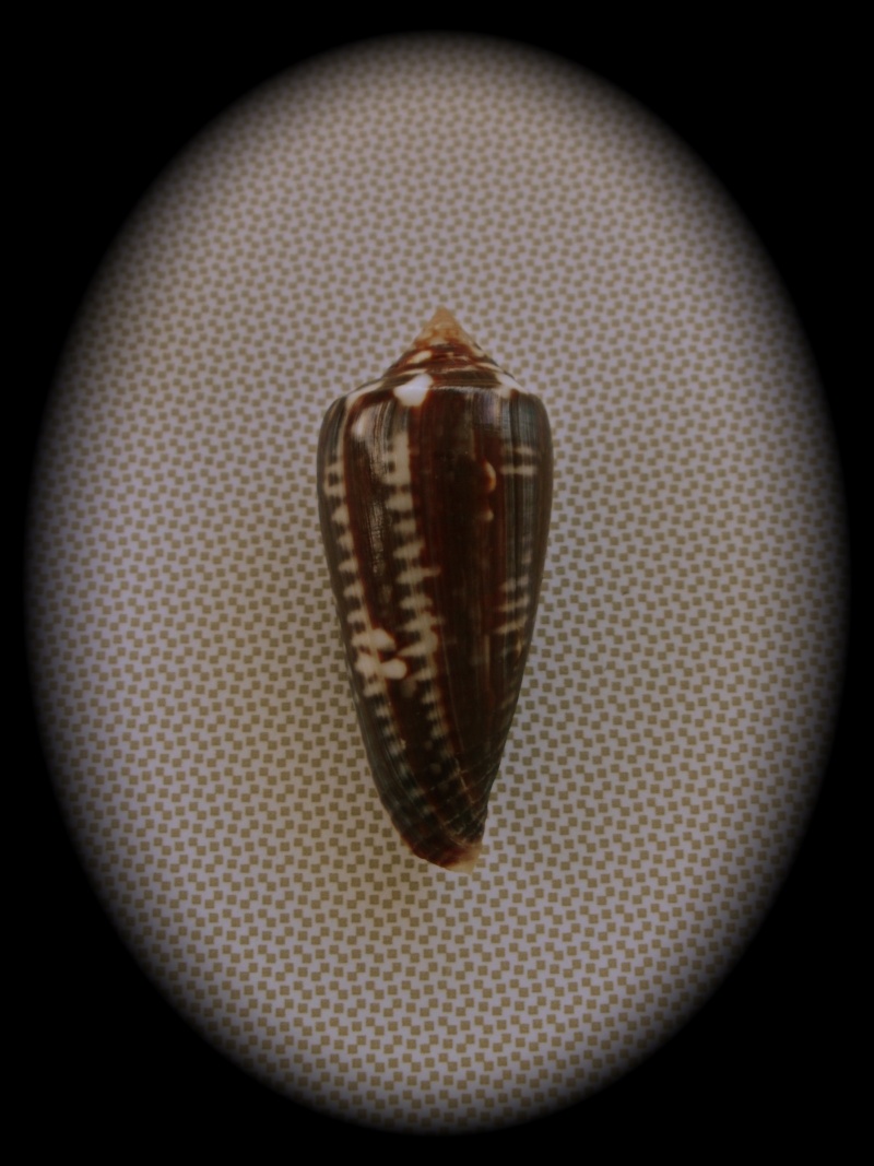 Conus (Phasmoconus) lienardi  Bernardi & Crosse, 1861 Pict0073