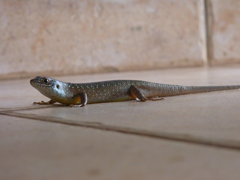 animaux de mayotte P1020610