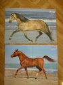 Posters de chevaux de toutes races  P1040210