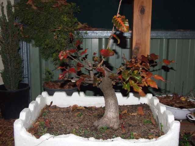 Show the Autumncolour from your bonsai - Page 2 Americ10