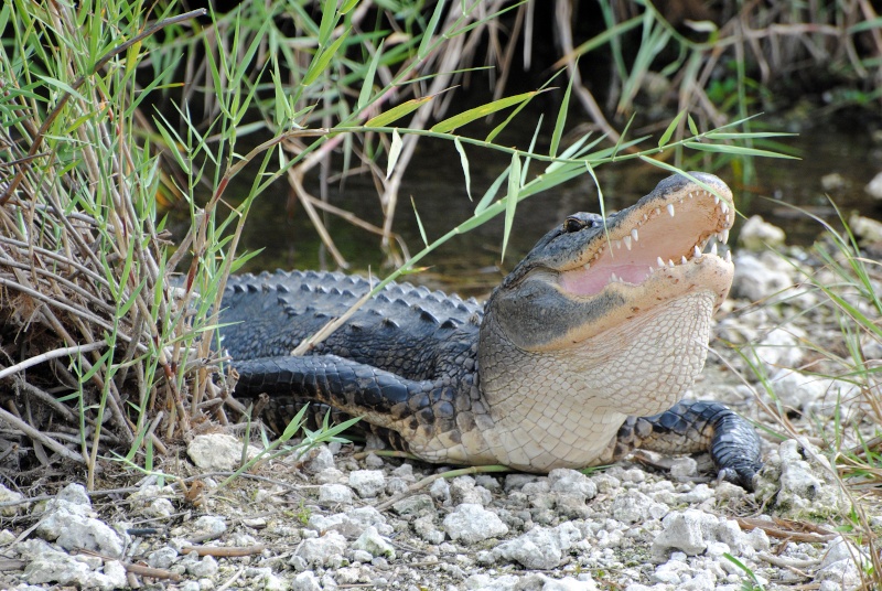 Alligator américain (Everglades 2011) Enp_at13