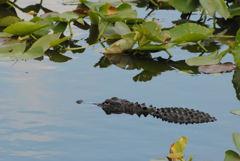 Alligator américain (Everglades 2011) Enp_at16