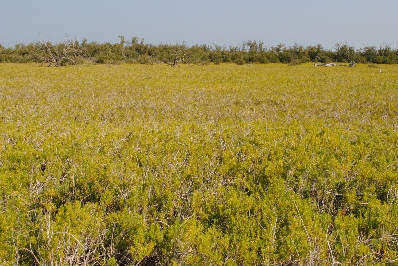 Coastal Prairie Trail (Everglades 2011) Enp_cp16