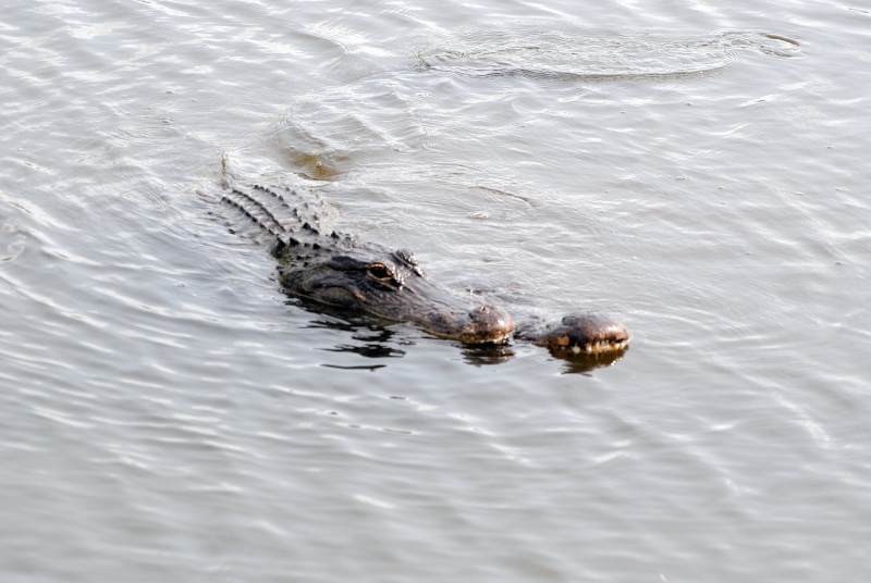 Alligator américain (Everglades 2011) Enp_ga10