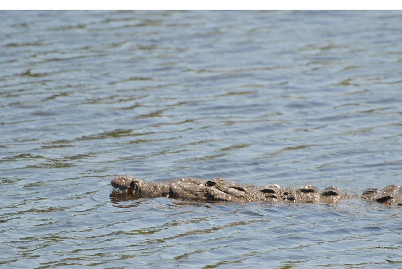 Crocodiles américains (mangrove) Everglades 2011 Enp_ma11