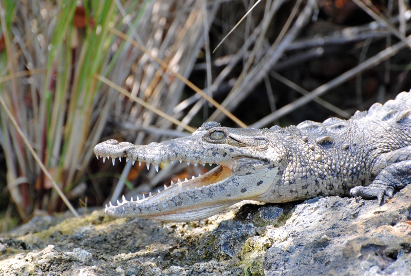 Crocodiles américains (mangrove) Everglades 2011 Enp_ma13