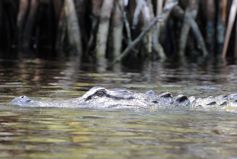 Crocodiles américains (mangrove) Everglades 2011 Enp_ma16