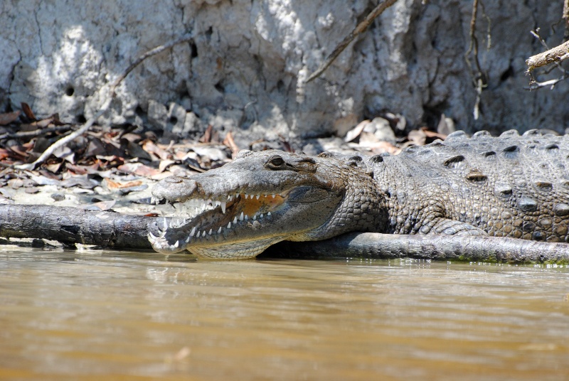 Crocodiles américains (mangrove) Everglades 2011 Enp_ma17
