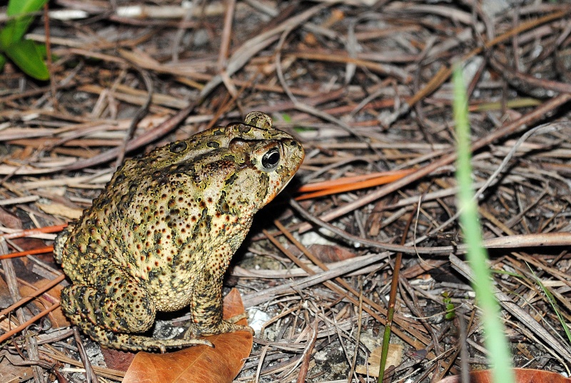 Pineland ( Everglades 2011 ) Enp_pi17