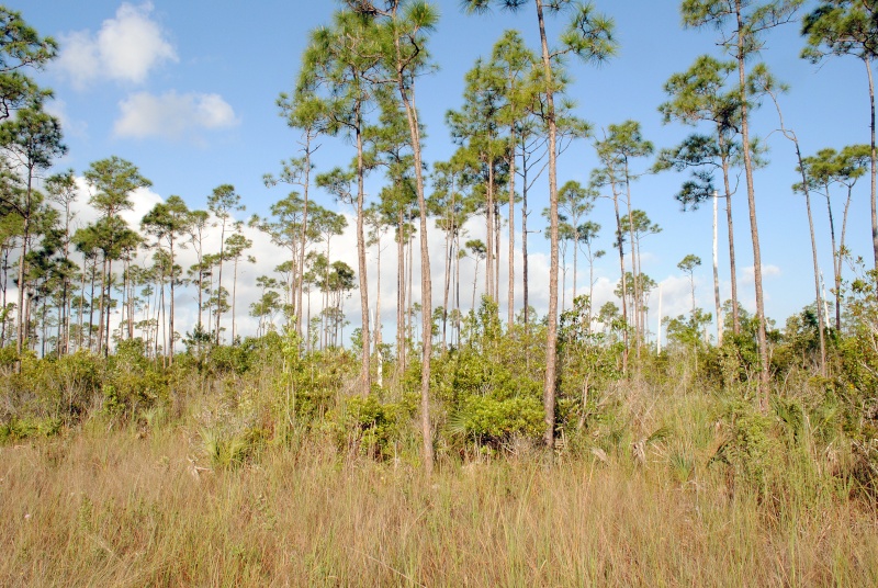 Pineland ( Everglades 2011 ) Enp_pi21