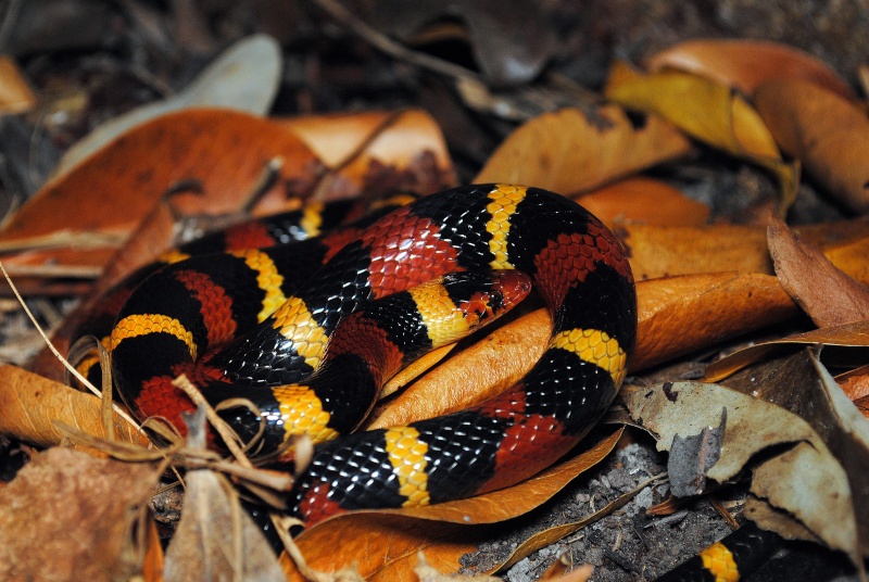 Les tricolores de la Floride Scarle10