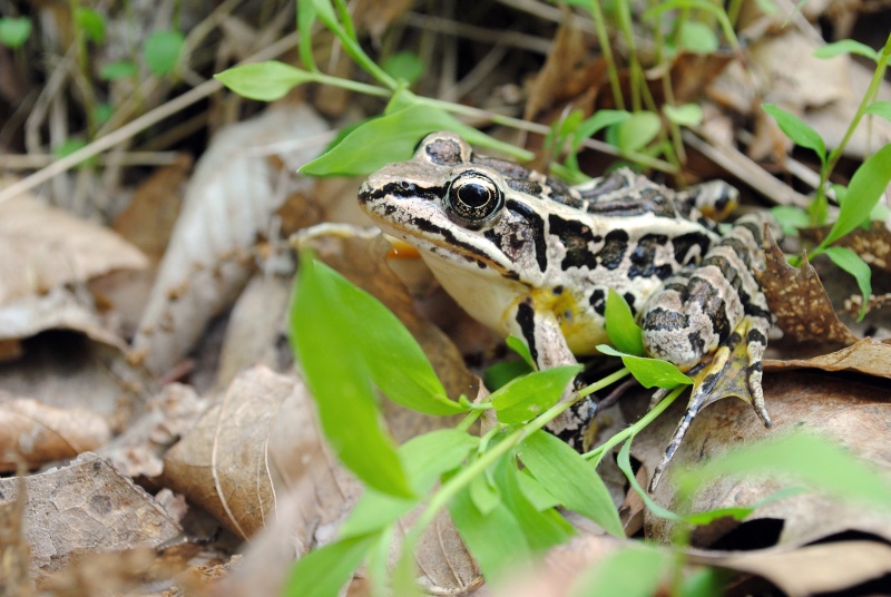 Herping au Connecticut (É.-U.) Usa_1010