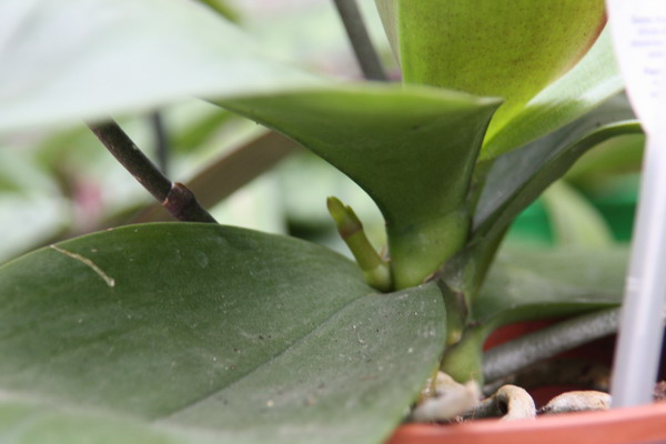 Phalaenopsis Img_7021