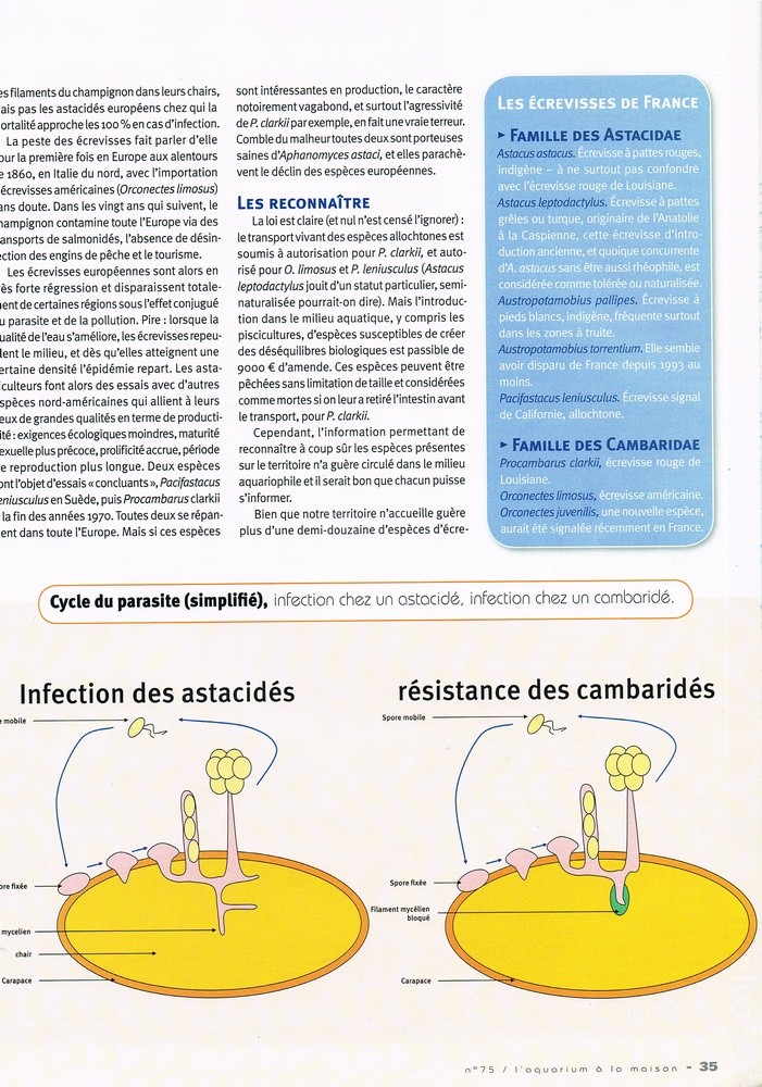 L'écrevisse Procambarus sp marmor doit on arrêter sa maintenance? 2_bmp110