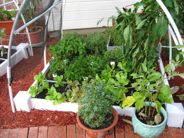 Garden update Lettuc10