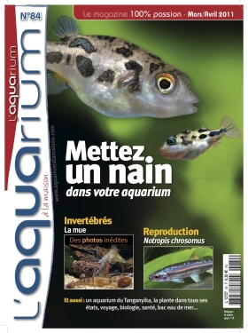 Magazine L'AQUARIUM : 2 sujets + divers sur Bettas Alm8411