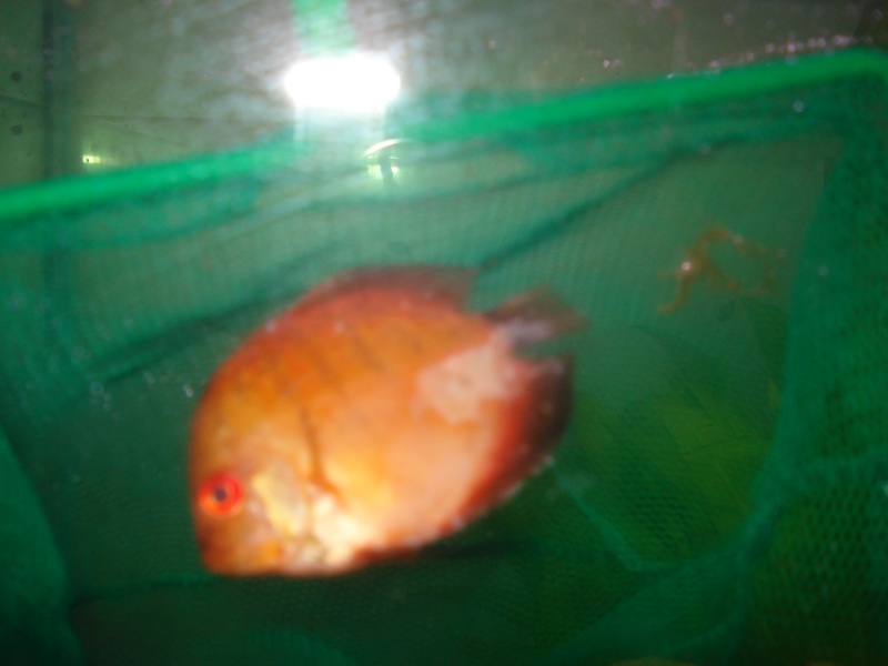 discus with white filmy stuff on its side??? Discus20