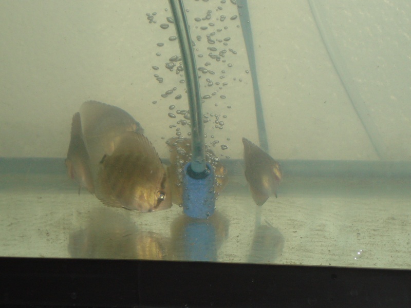 new pics of the baby discus Discus28