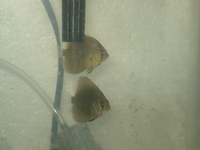 new pics of the baby discus Discus31