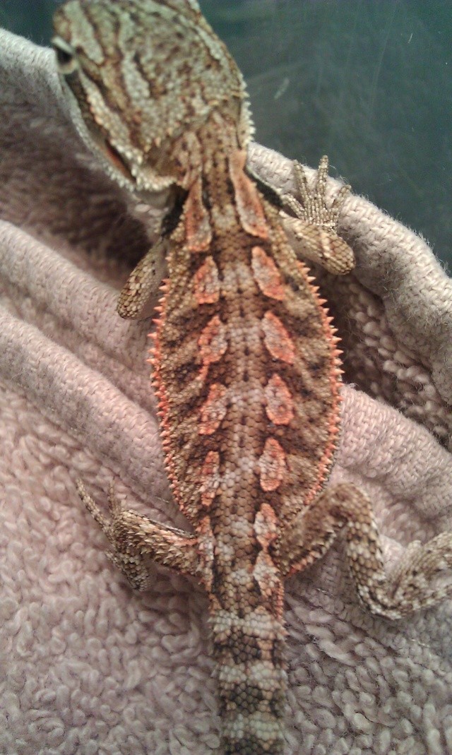 Pleins De Bebe Dragon Barbu Sherbrooke Vente Lezards Lizards Nimo Pleins De Bebe Dragon Barbu Sherbrooke Vente Lezards Lizards Nimo